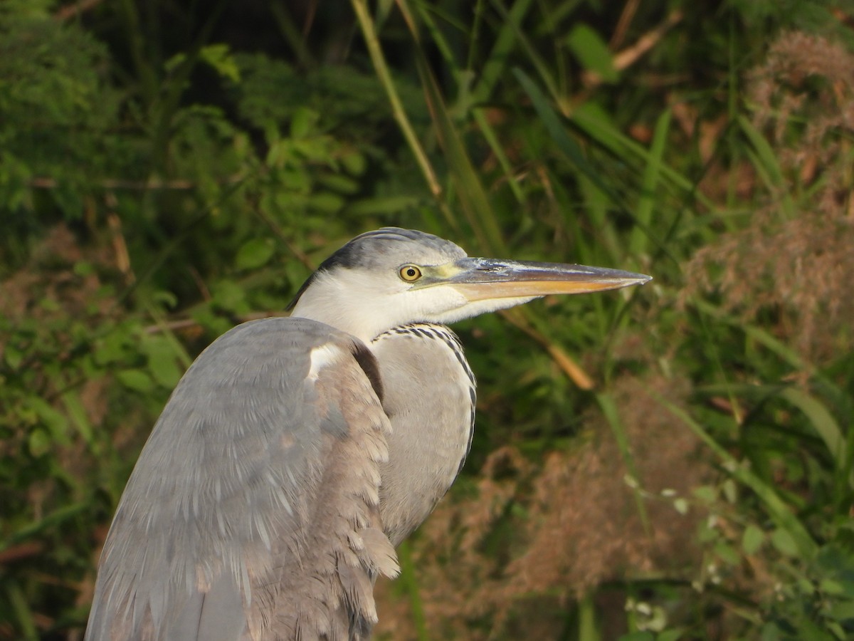 Gray Heron - ML646355664