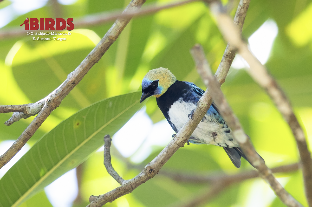 Golden-hooded Tanager - ML646355672