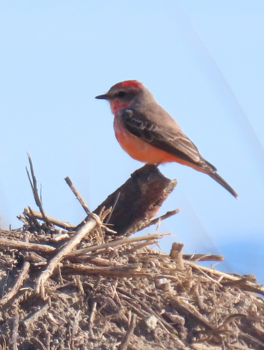 Vermilion Flycatcher - ML646355673