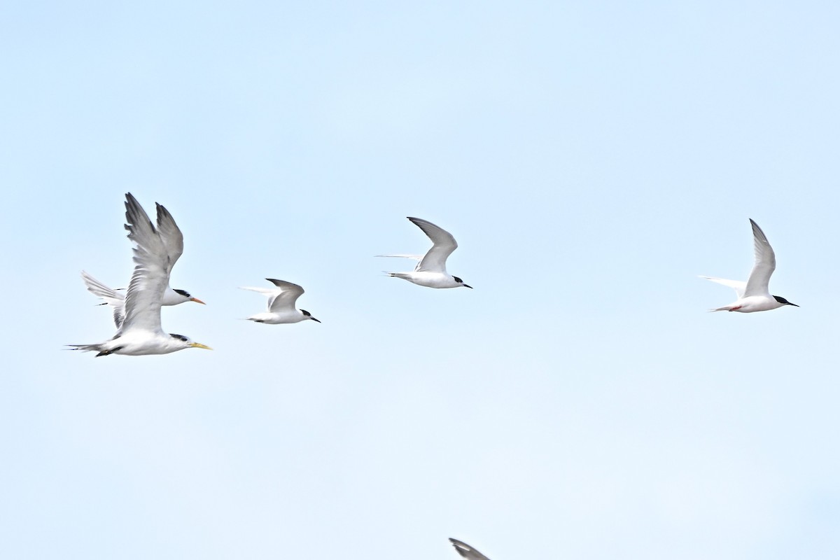 Common Tern - ML646355674