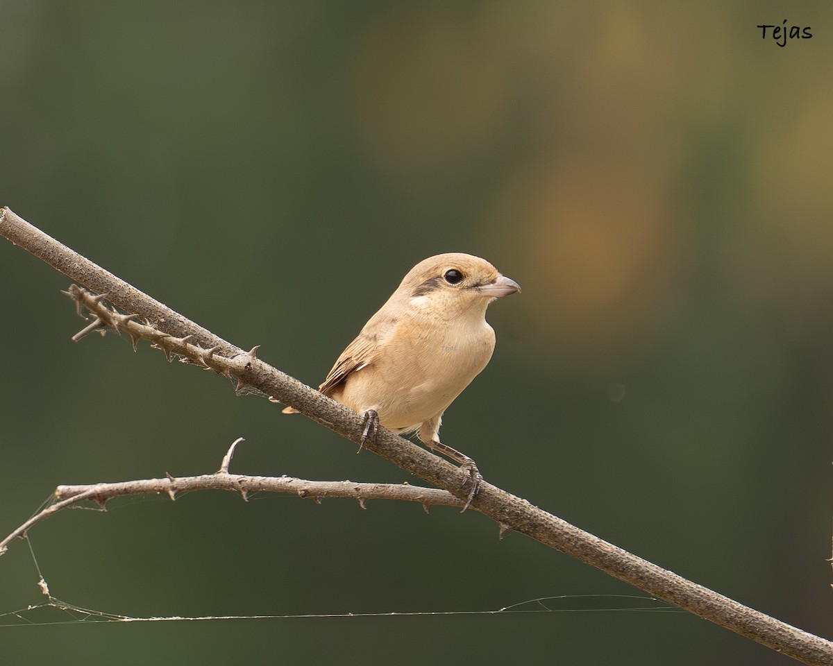 Isabellwürger - ML646355677