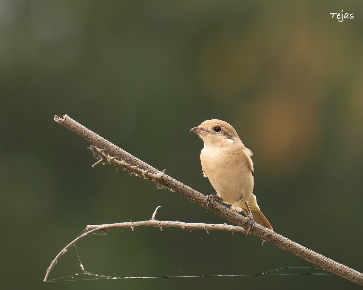 Isabellwürger - ML646355678