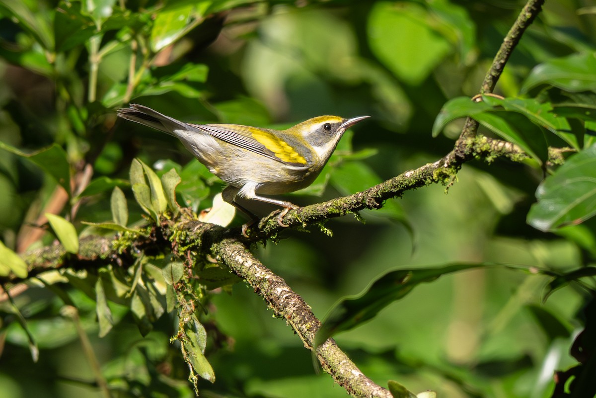 Golden-winged Warbler - ML646355679