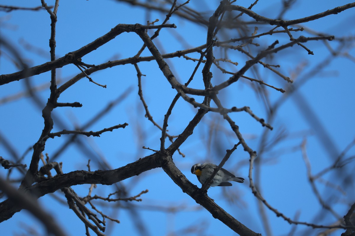 Goldkehl-Waldsänger - ML646355680