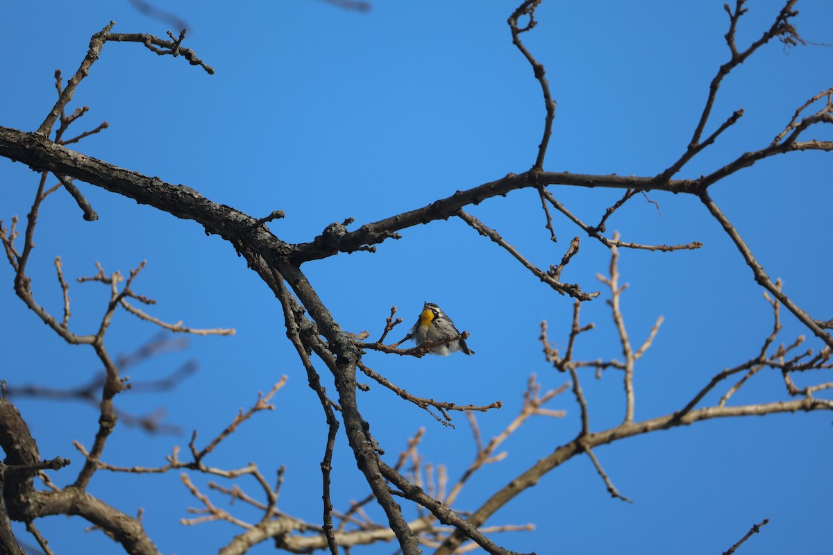 Goldkehl-Waldsänger - ML646355681