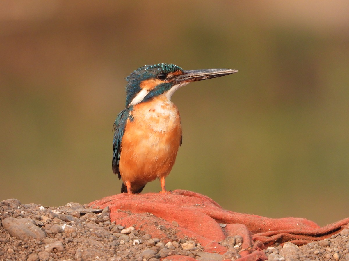 Common Kingfisher - ML646355682