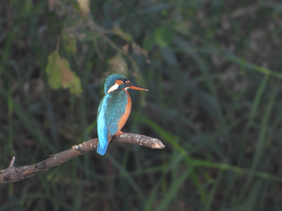 Common Kingfisher - ML646355683