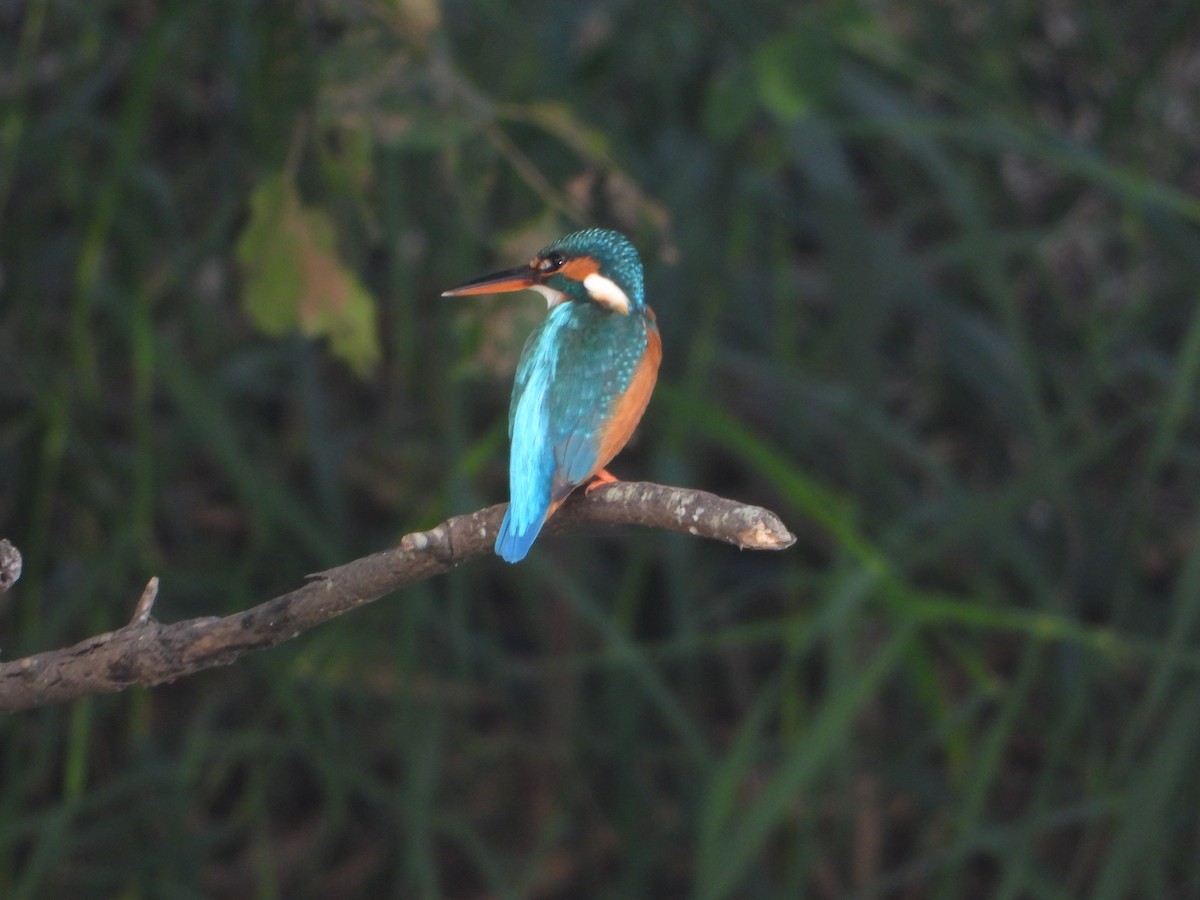 Common Kingfisher - ML646355684
