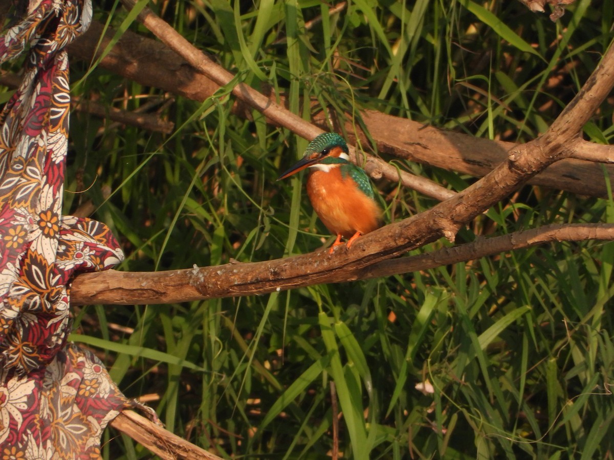 Common Kingfisher - ML646355685