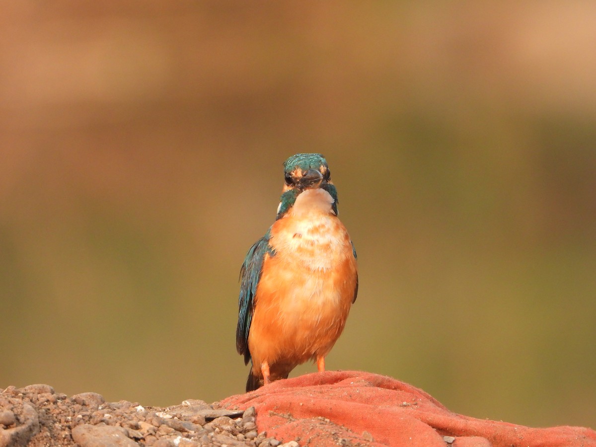 Common Kingfisher - ML646355686