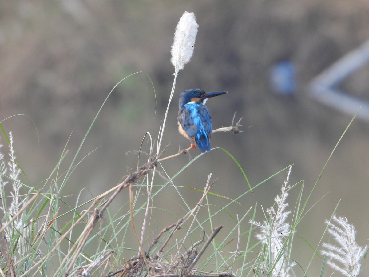 Common Kingfisher - ML646355687