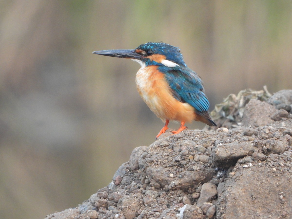 Common Kingfisher - ML646355688