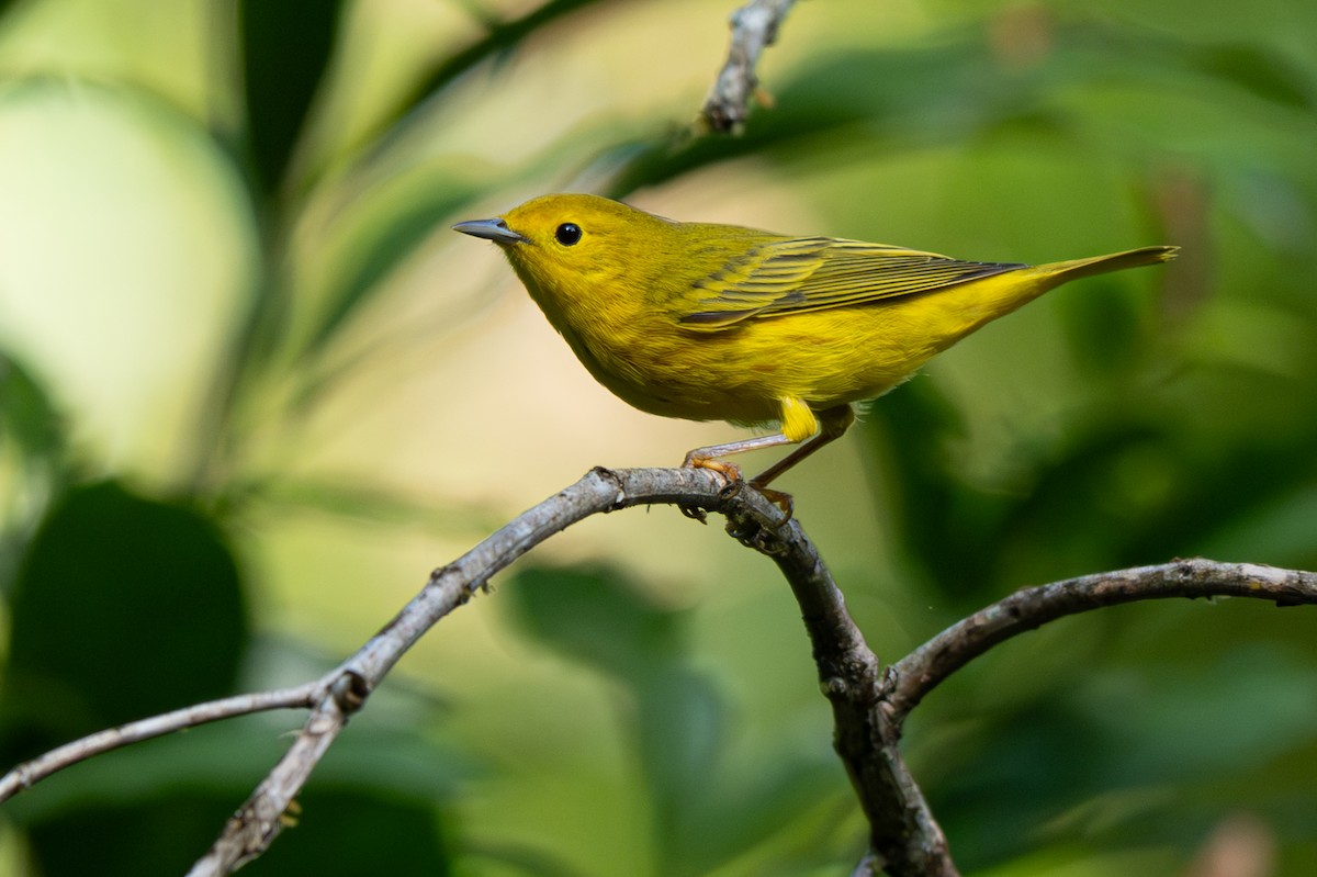 Northern Yellow Warbler - ML646355689