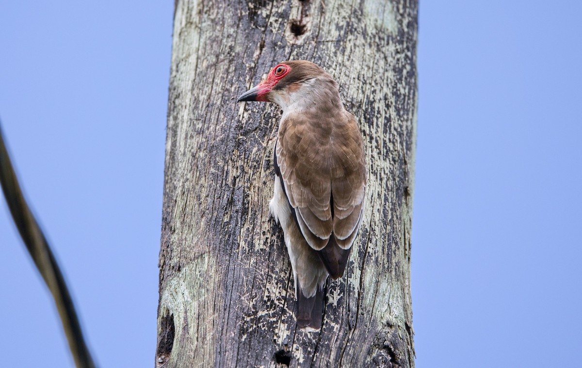 Masked Tityra - ML646355693