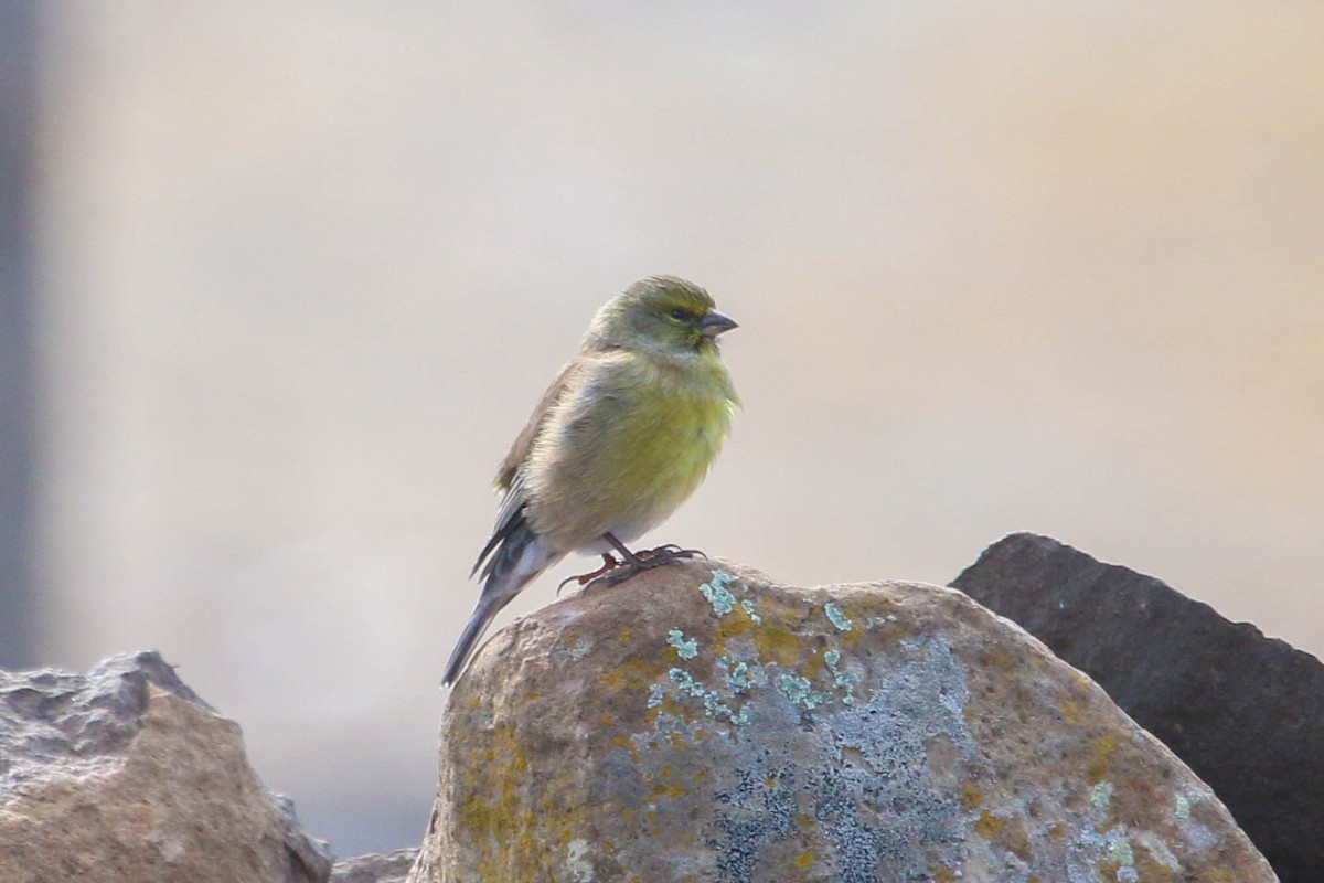 Drakensberg Siskin - ML646355694