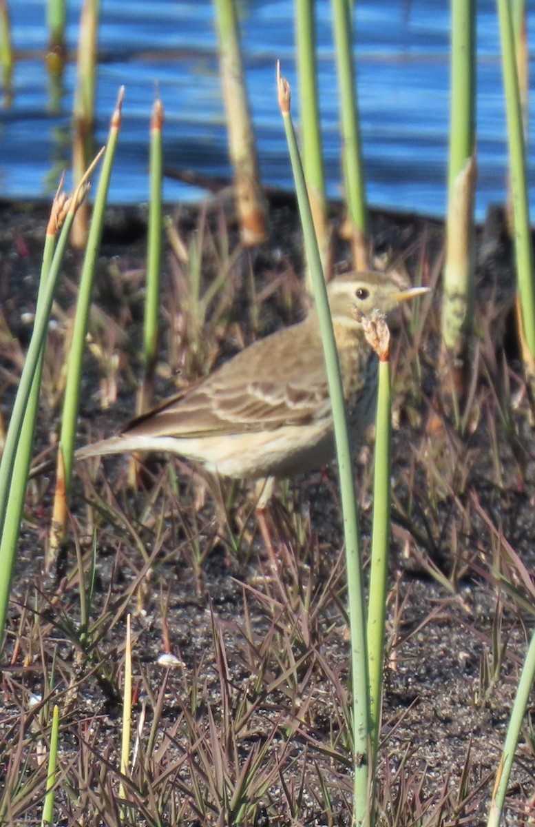 American Pipit - ML646355701