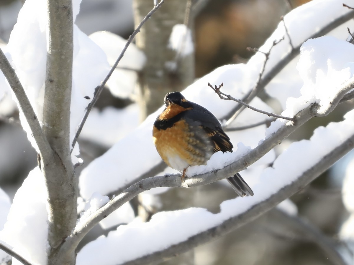 drozd pruhokřídlý - ML646355702