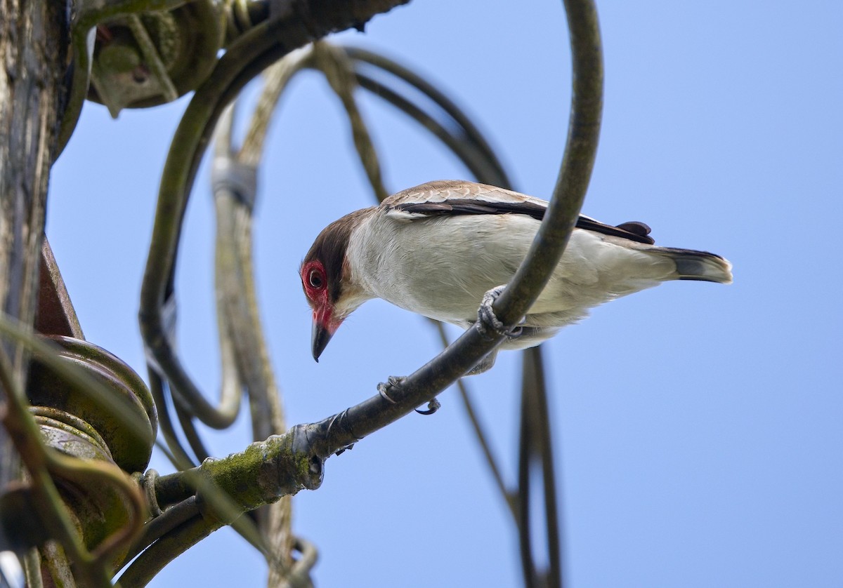 Masked Tityra - ML646355704