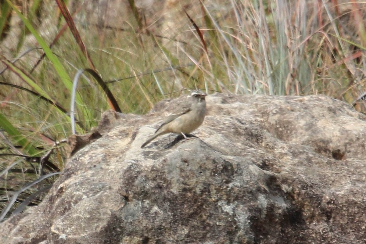 Streaky-headed Seedeater - ML646355705