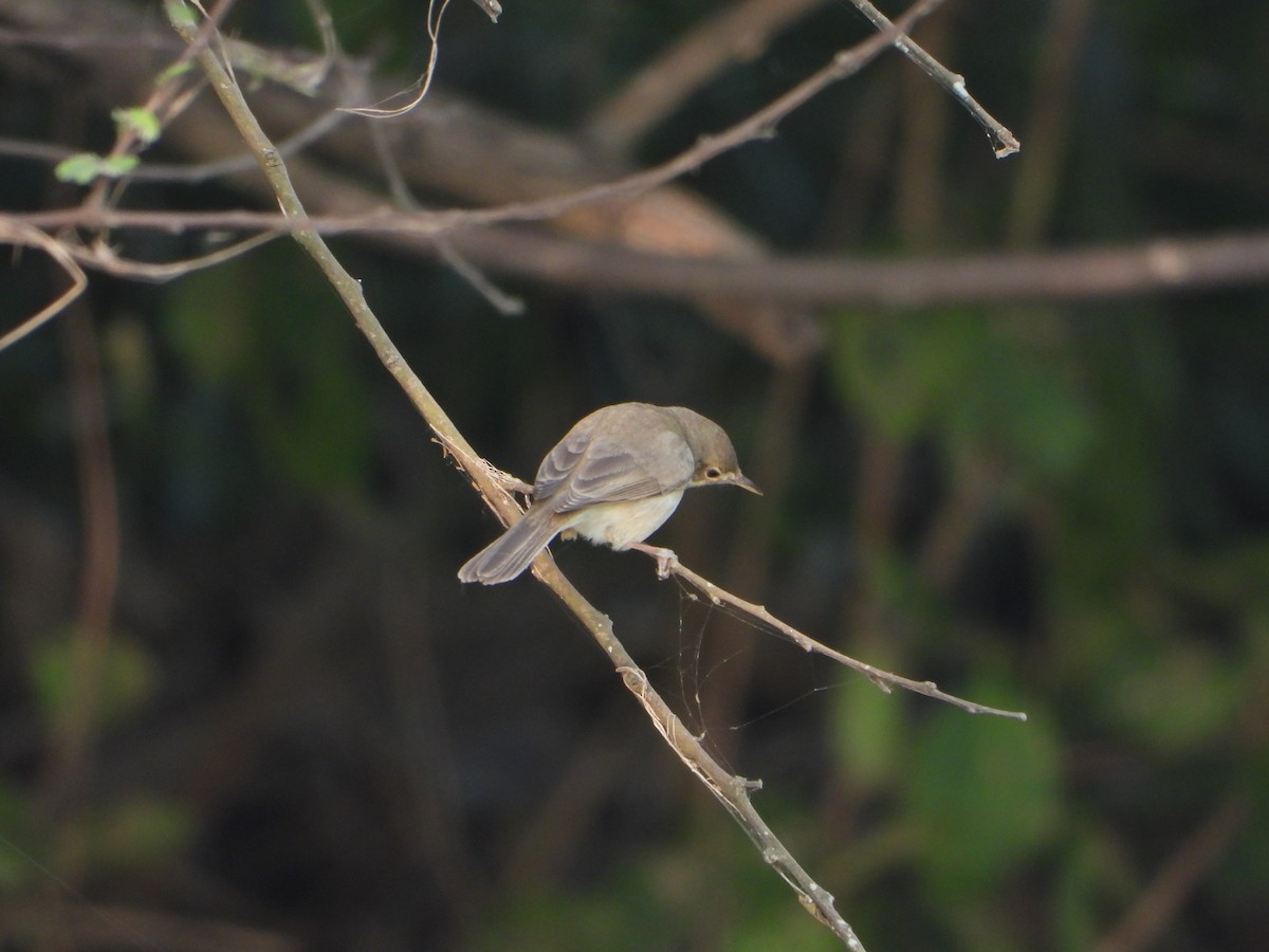 Booted Warbler - ML646355708