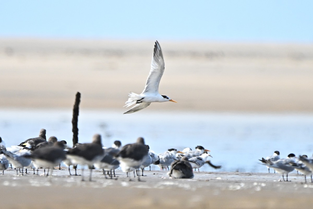 Lesser Crested Tern - ML646355709