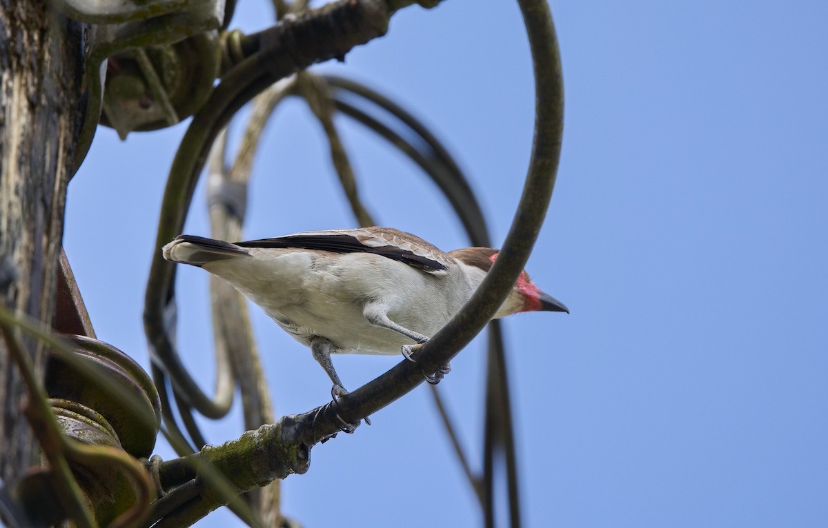 Masked Tityra - ML646355710