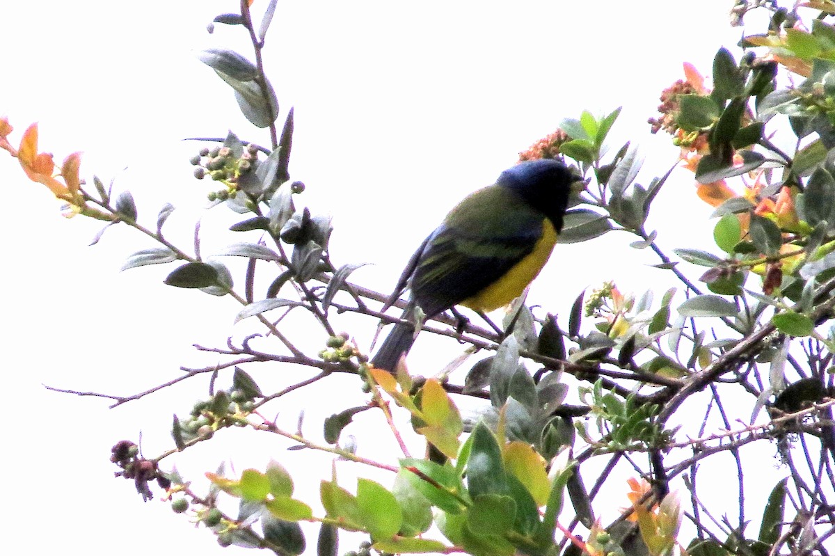 Black-chested Mountain Tanager - ML646355711
