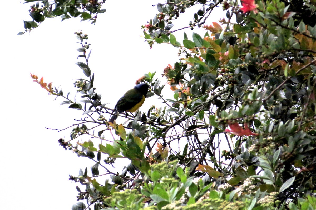 Black-chested Mountain Tanager - ML646355712