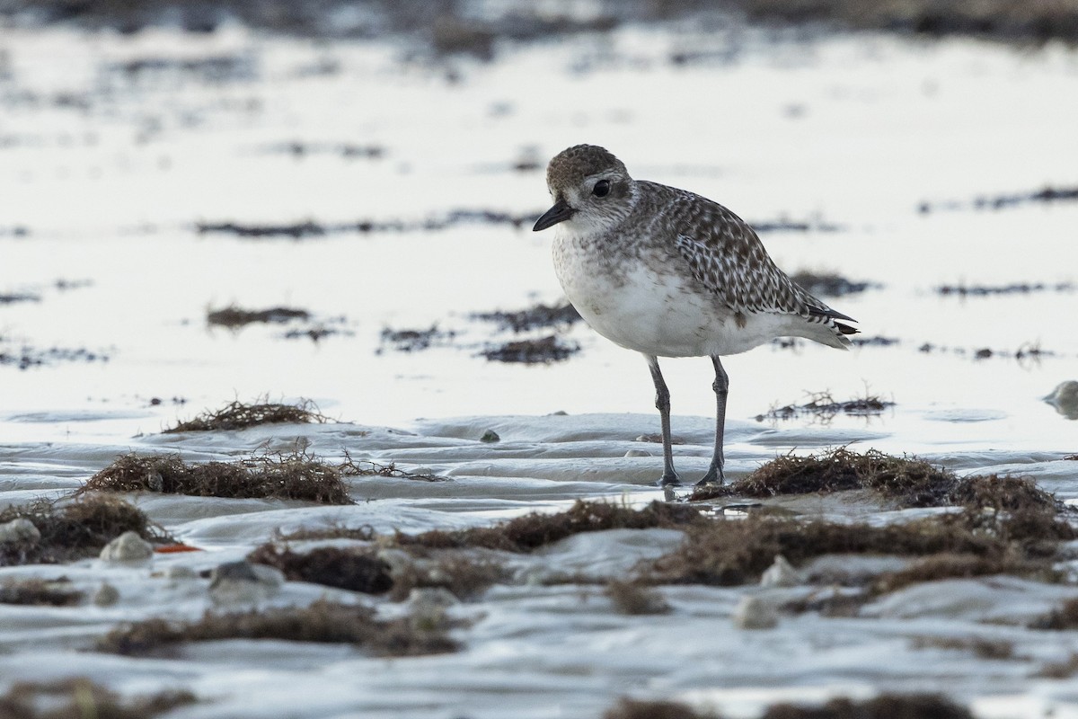 Black-bellied Plover - ML646355713