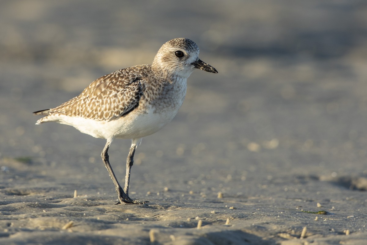 Black-bellied Plover - ML646355714