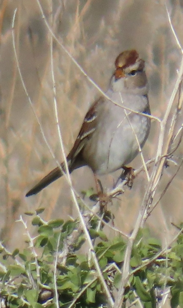 White-crowned Sparrow - ML646355716