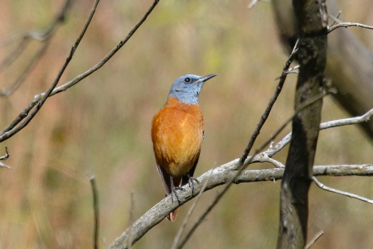 Cape Rock-Thrush - ML646355720