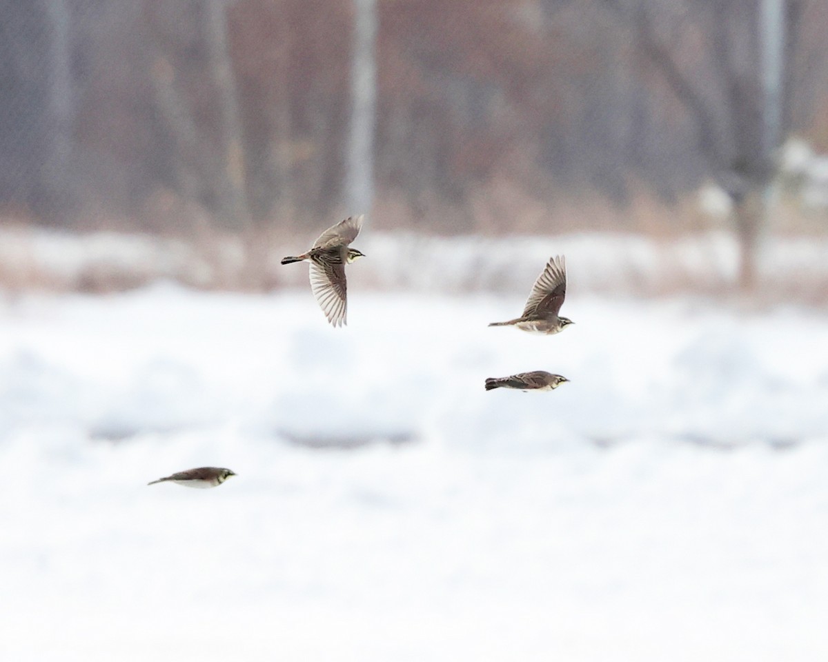 Horned Lark - ML646355726