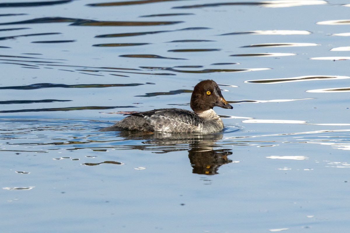 Common Goldeneye - ML646355727
