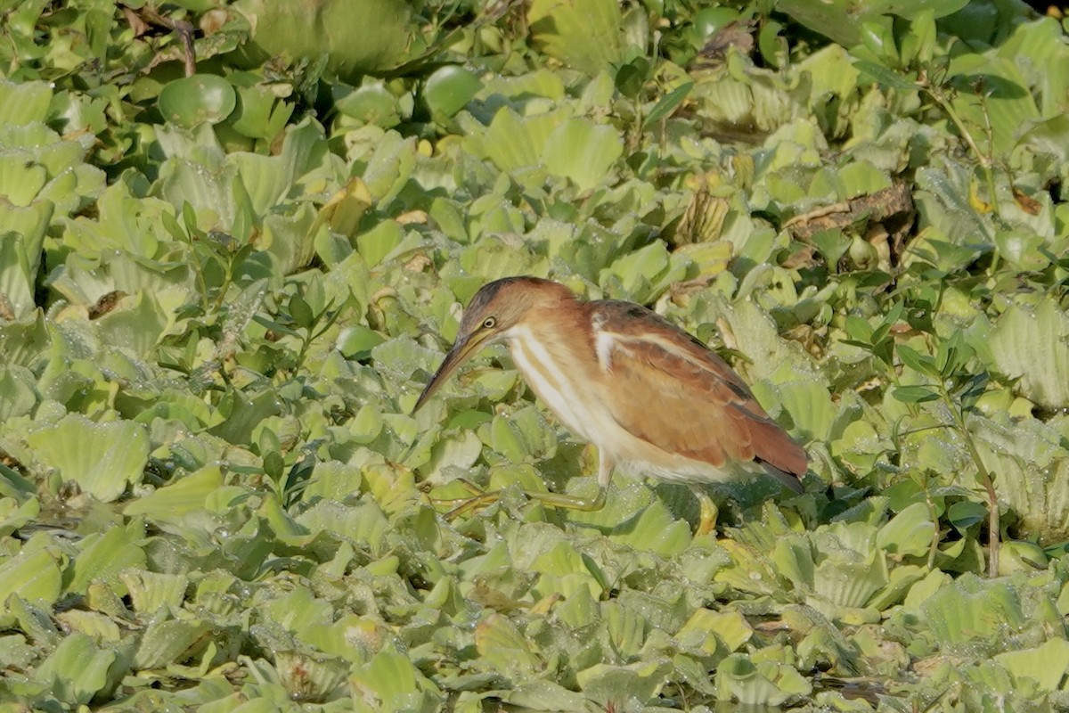 Petit Blongios - ML646355728