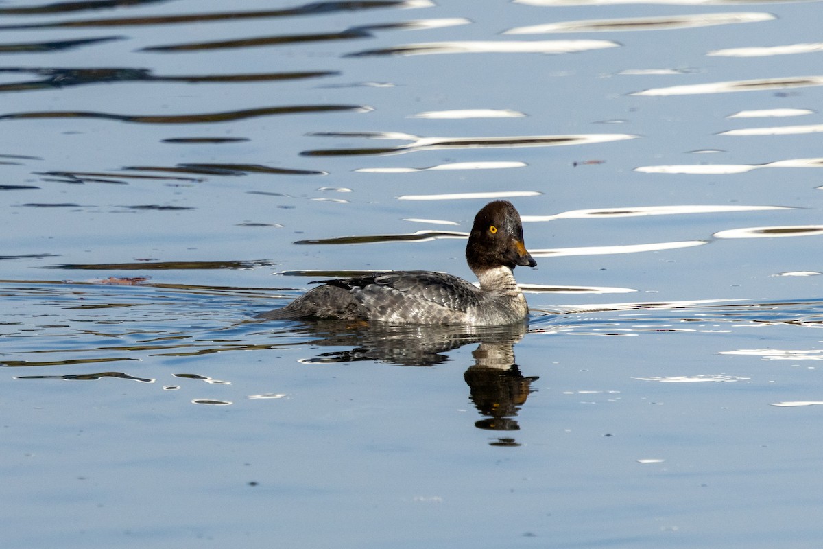 Common Goldeneye - ML646355736