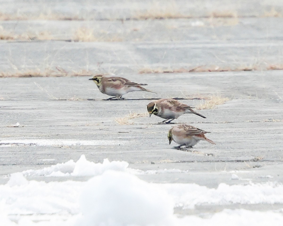 Horned Lark - ML646355740