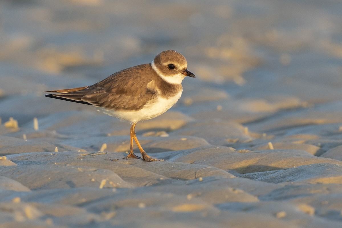 Semipalmated Plover - ML646355745
