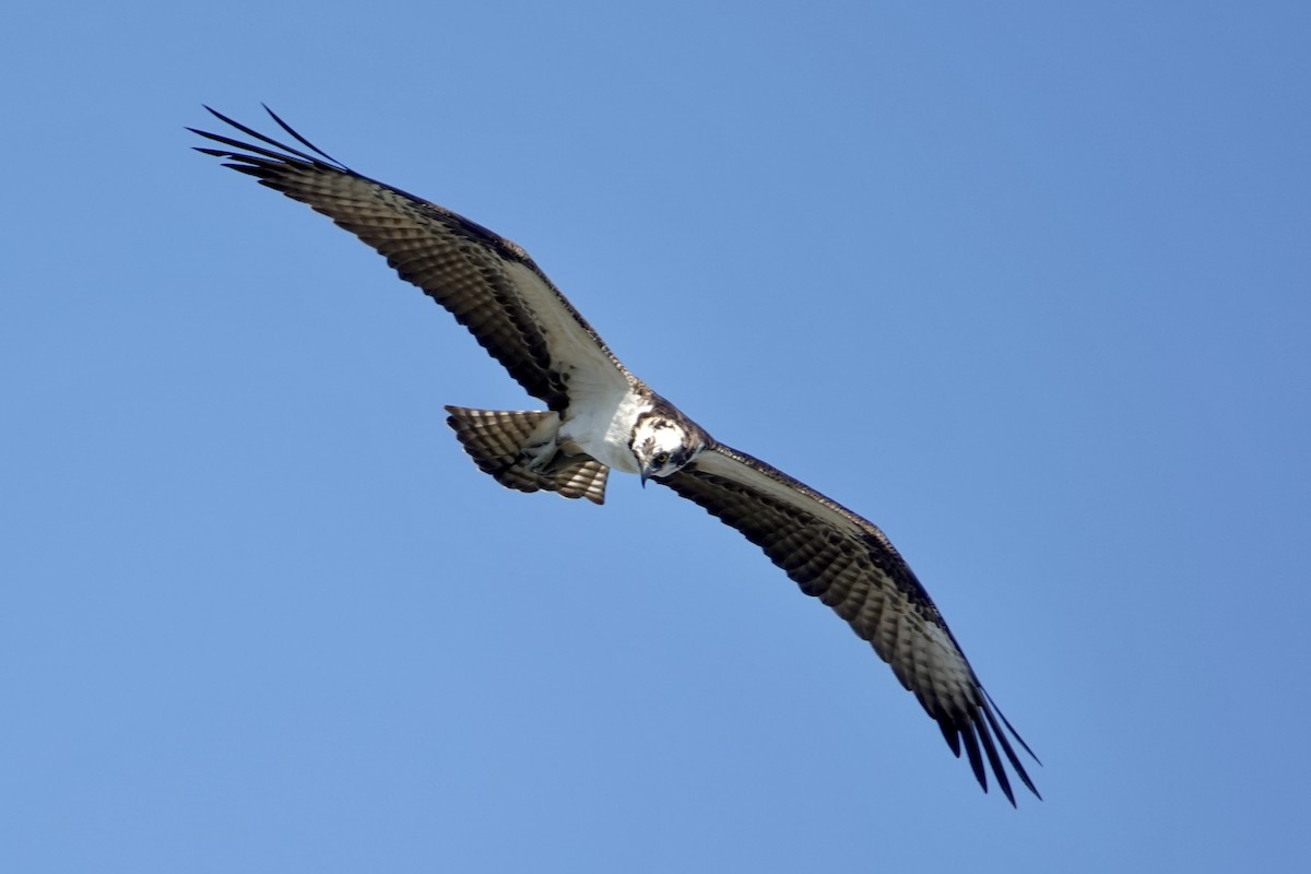 Osprey - ML646355747