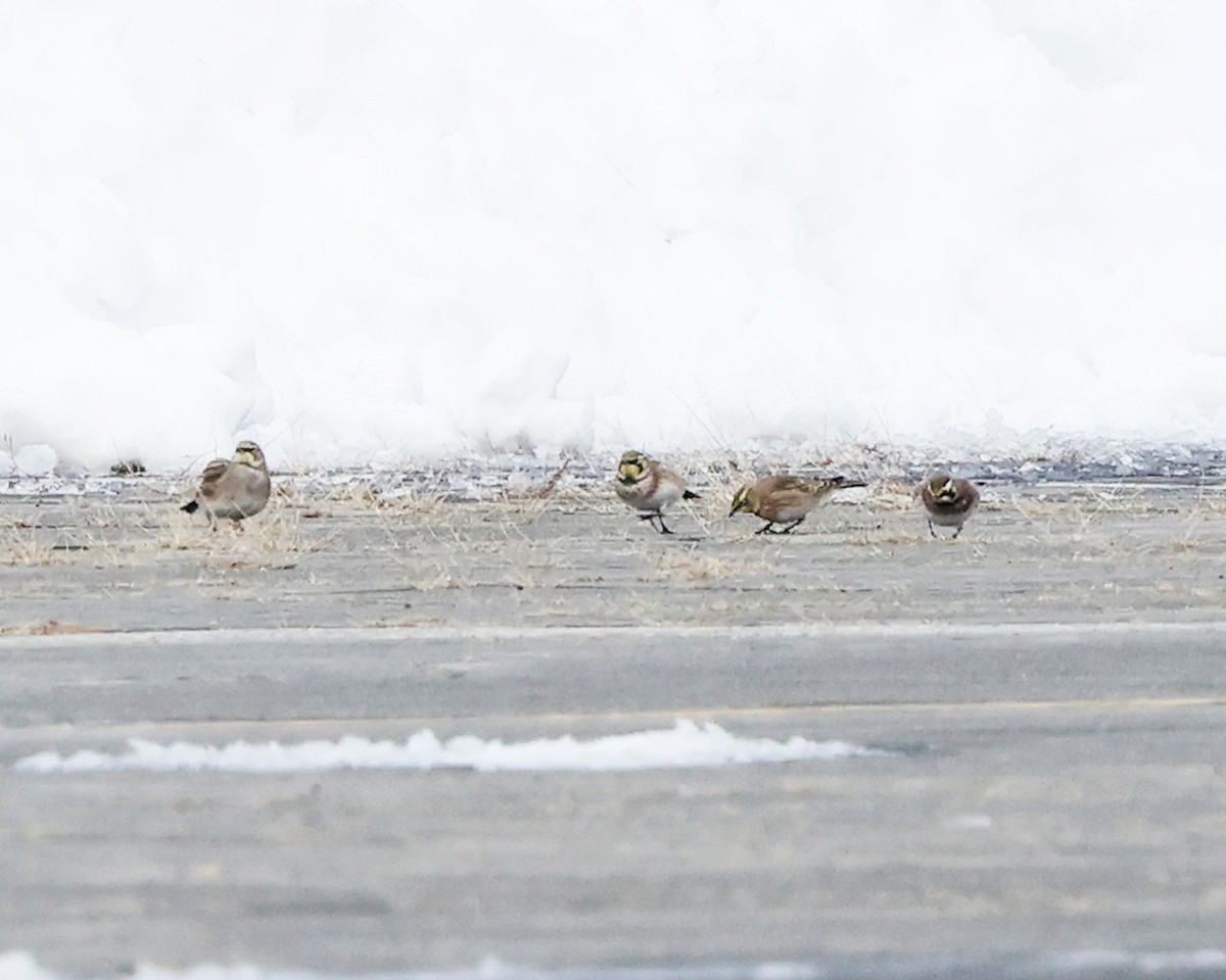 Horned Lark - ML646355753