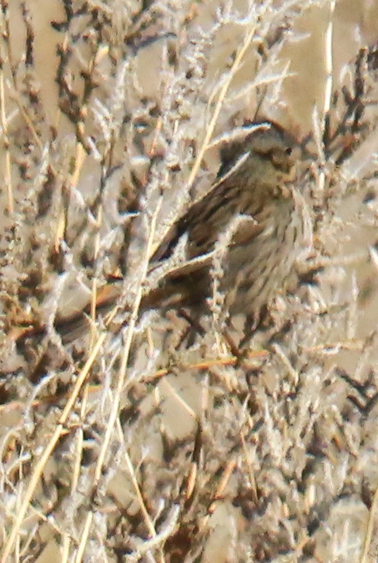 Lincoln's Sparrow - ML646355754