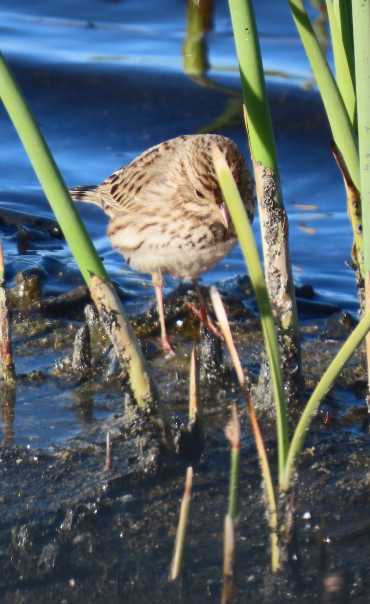 Savannah Sparrow - ML646355755