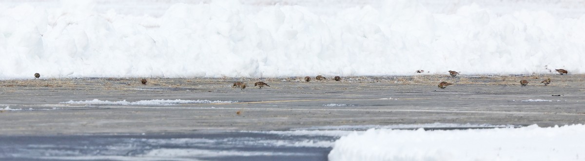 Horned Lark - ML646355759