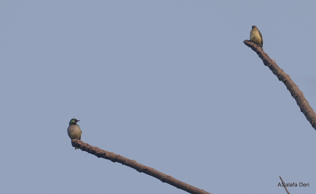 Gray-chinned Sunbird - ML646355760