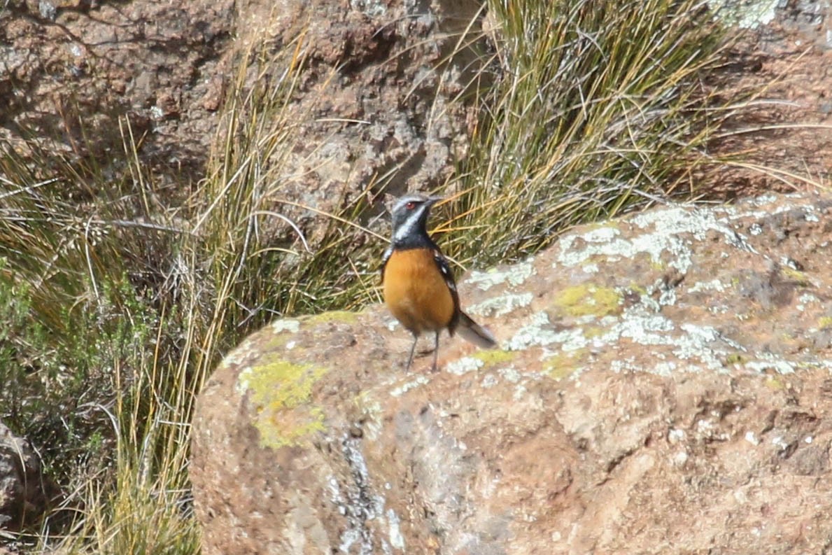 Drakensberg Rockjumper - ML646355761