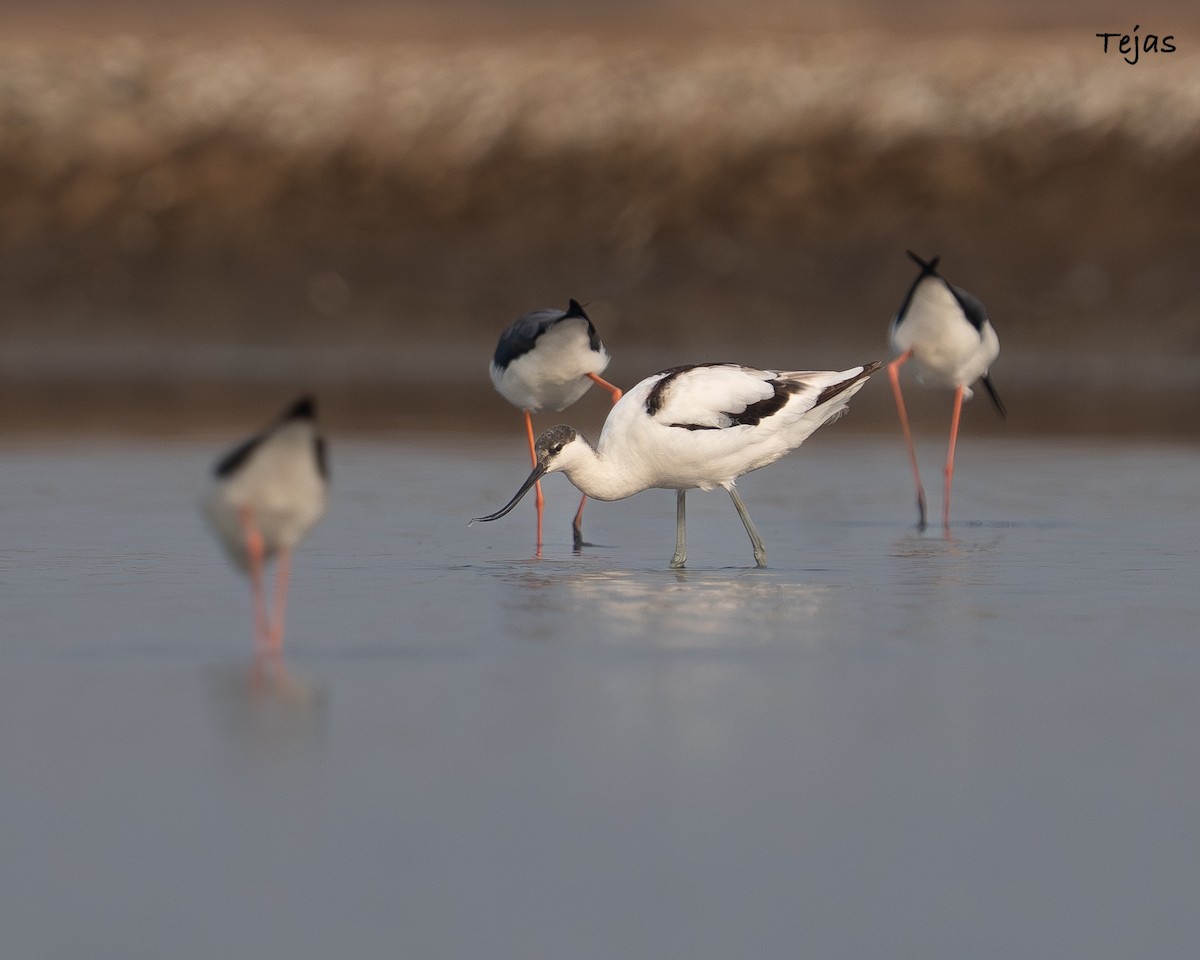 tenkozobec opačný - ML646355762