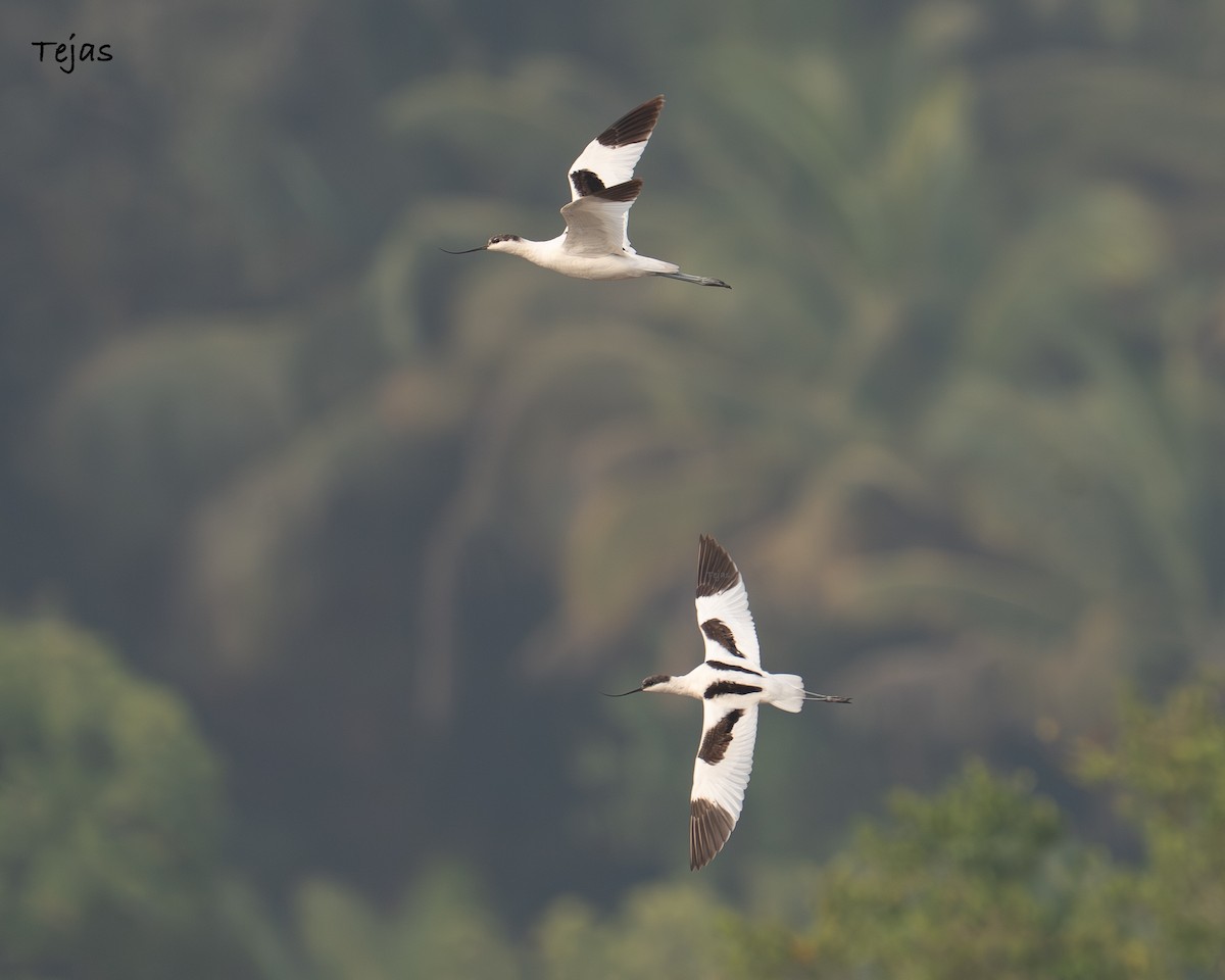 tenkozobec opačný - ML646355763