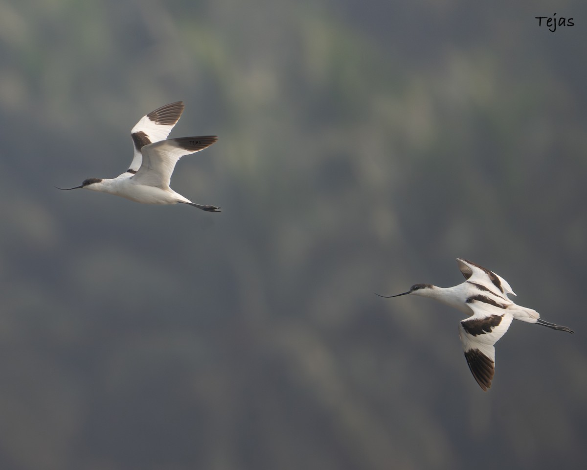 tenkozobec opačný - ML646355764