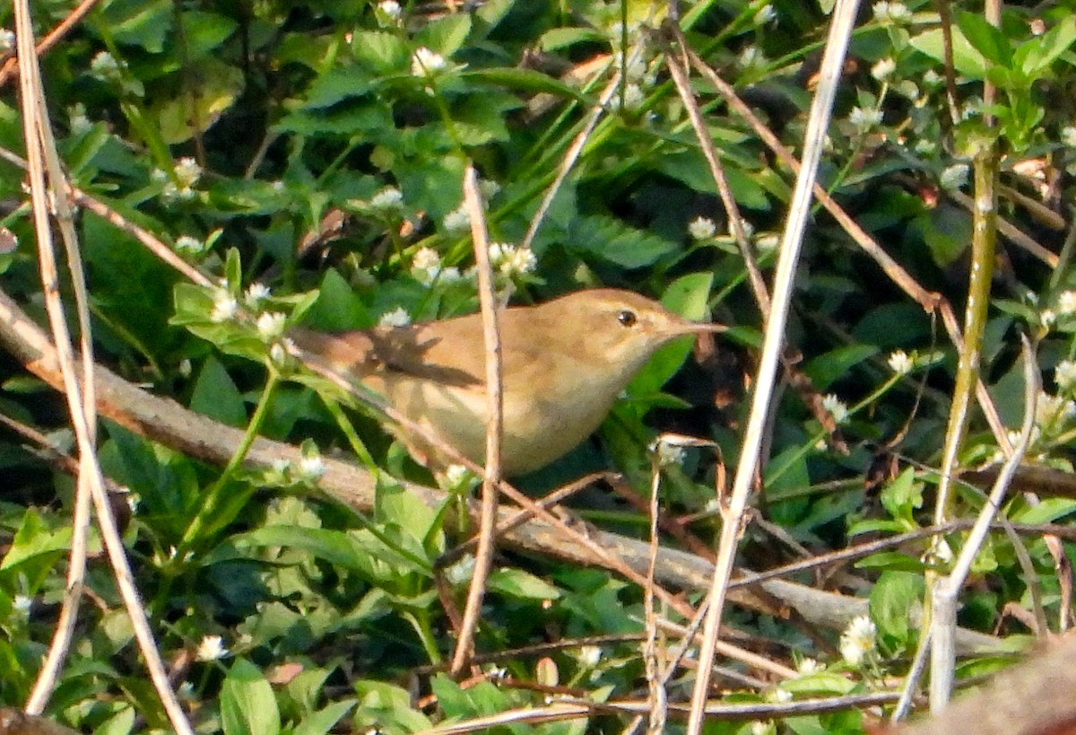 Sykes's Warbler - ML646355765