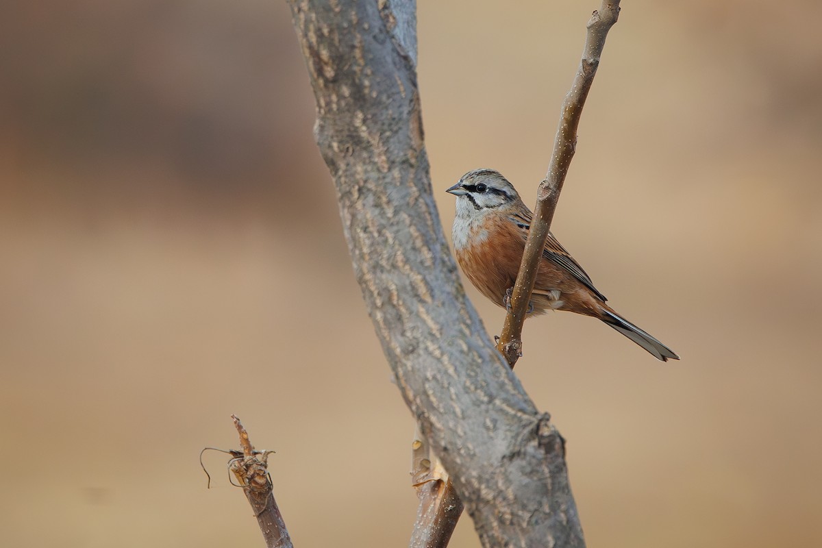 Rock Bunting - ML646355767